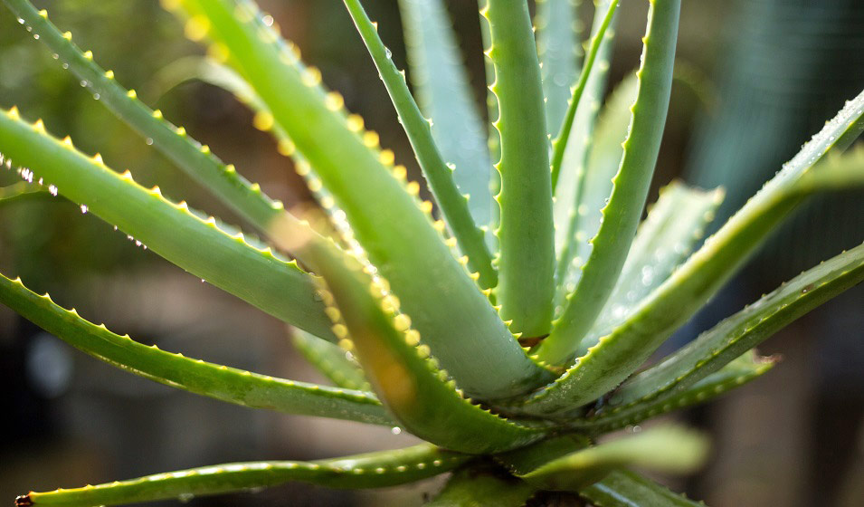 Aloe vera : plantation, entretien, bienfaits et utilisations