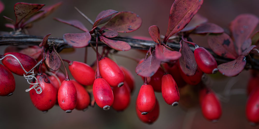 Berberis thunbergii