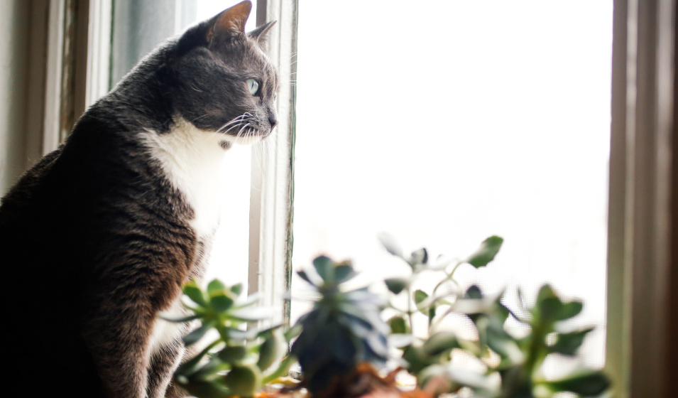 Un jouet interactif évite à un chat seul de s'ennuyer