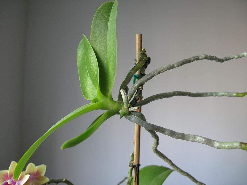 Je rempote les keikis de mon orchidée - Gamm vert