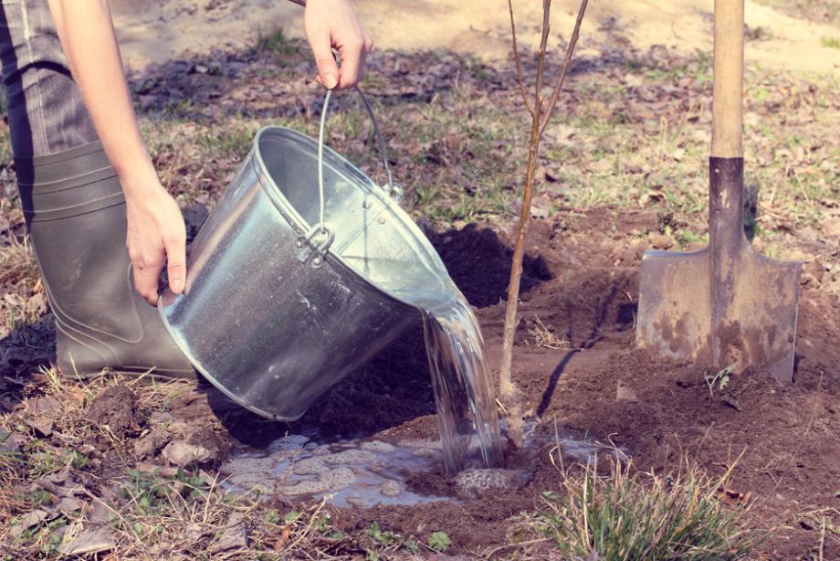 Planter l'abricotier