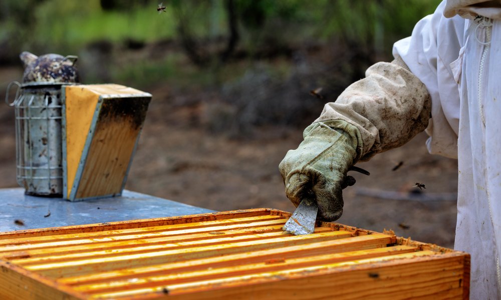 Les têtes de cadre sont débarrassées de la cire et de la propolis qui débordent