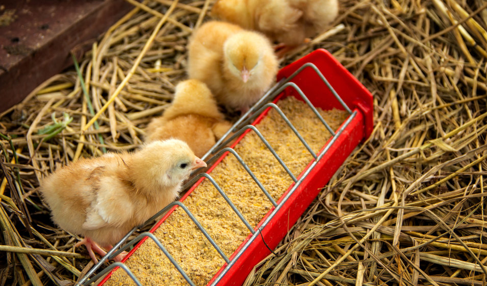 Nourrir un poussin commence dès son 2e jour de vie !