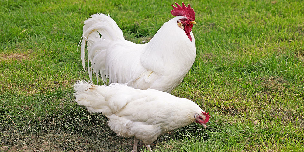 La Leghorn