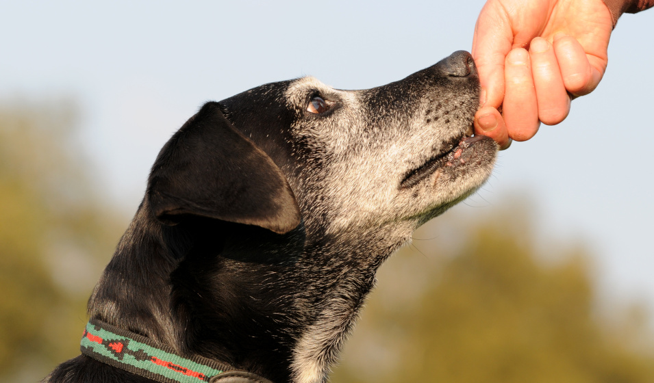 Les troubles articulaires tels que l'arthrose touchent beaucoup de chiens 