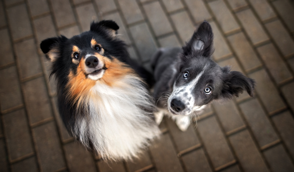 La rencontre entre un nouveau chiot et un chien adulte se prépare !