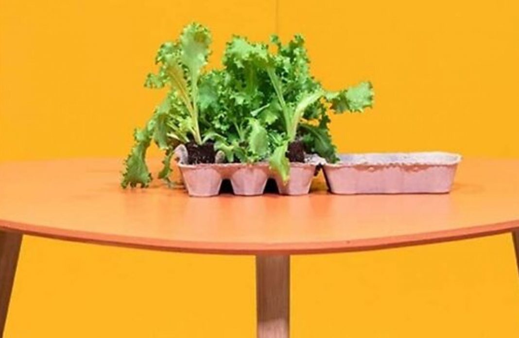 Fabriquer un mini potager