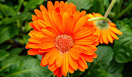 Gerbera 12 Cm Bucata