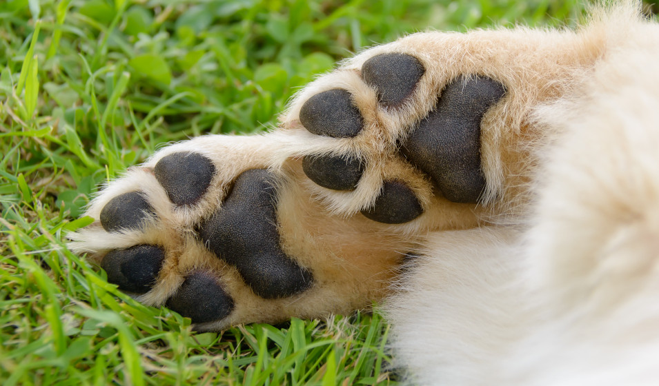 Gros plan sur les coussinets d'un chiot golden retriever sur l'herbe