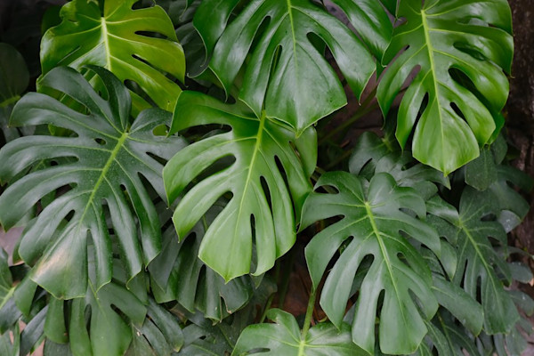 7 plantes d'intrieur  grosses feuilles pour un effet jungle - Gamm vert