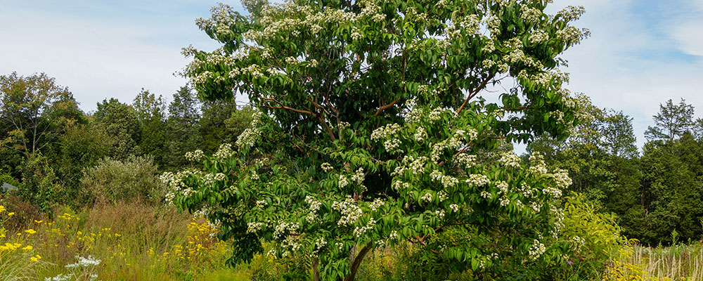 L'arbre aux fleurs des sept fils du Zhejiang