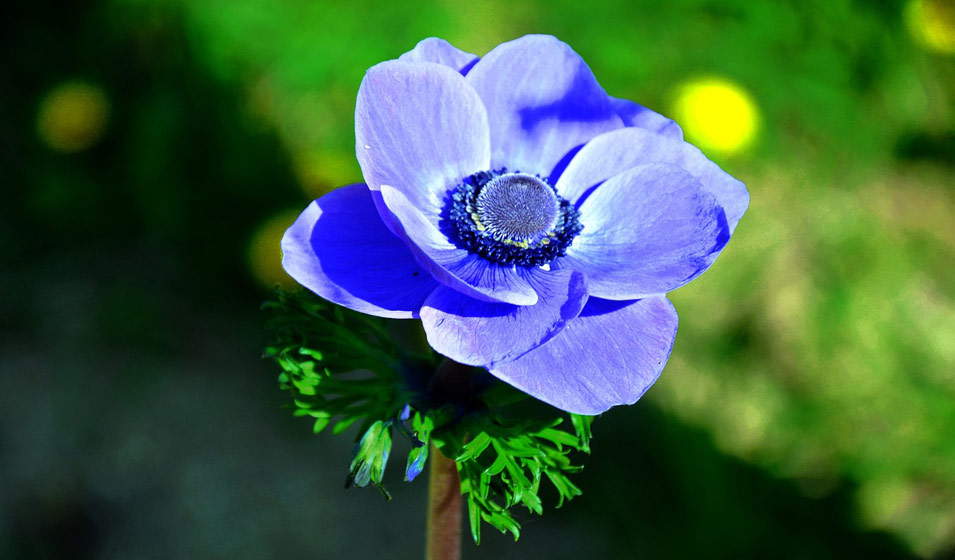 23 fleurs bleues pour colorer son extérieur - Jardiland