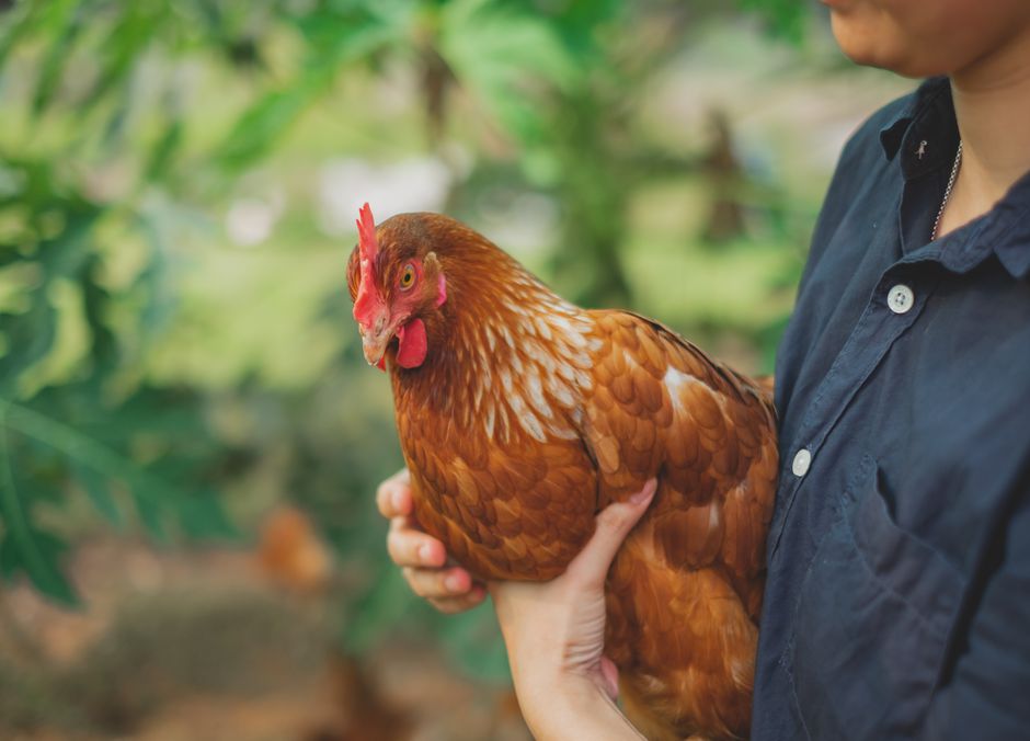 Jolies, sociables et affectueuses, les poules sont de vrais animaux de compagnie