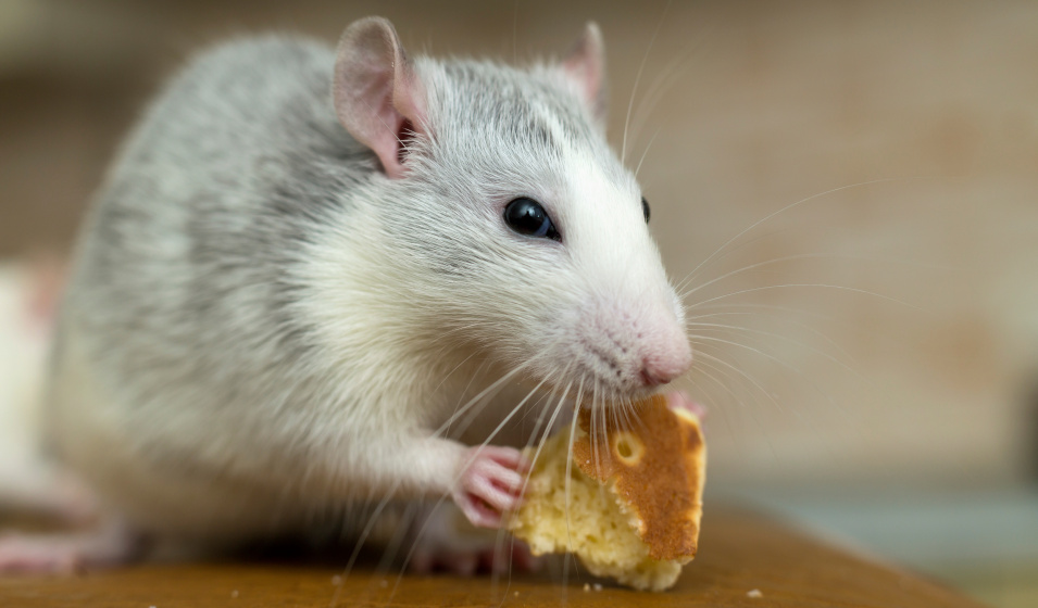 Gros plan sur un rat blanc et gris en train de manger du pain
