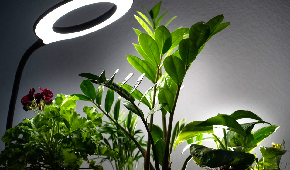 Peut-on utiliser la lumière artificielle pour éclairer ses plantes d' intérieur ? - Jardiland