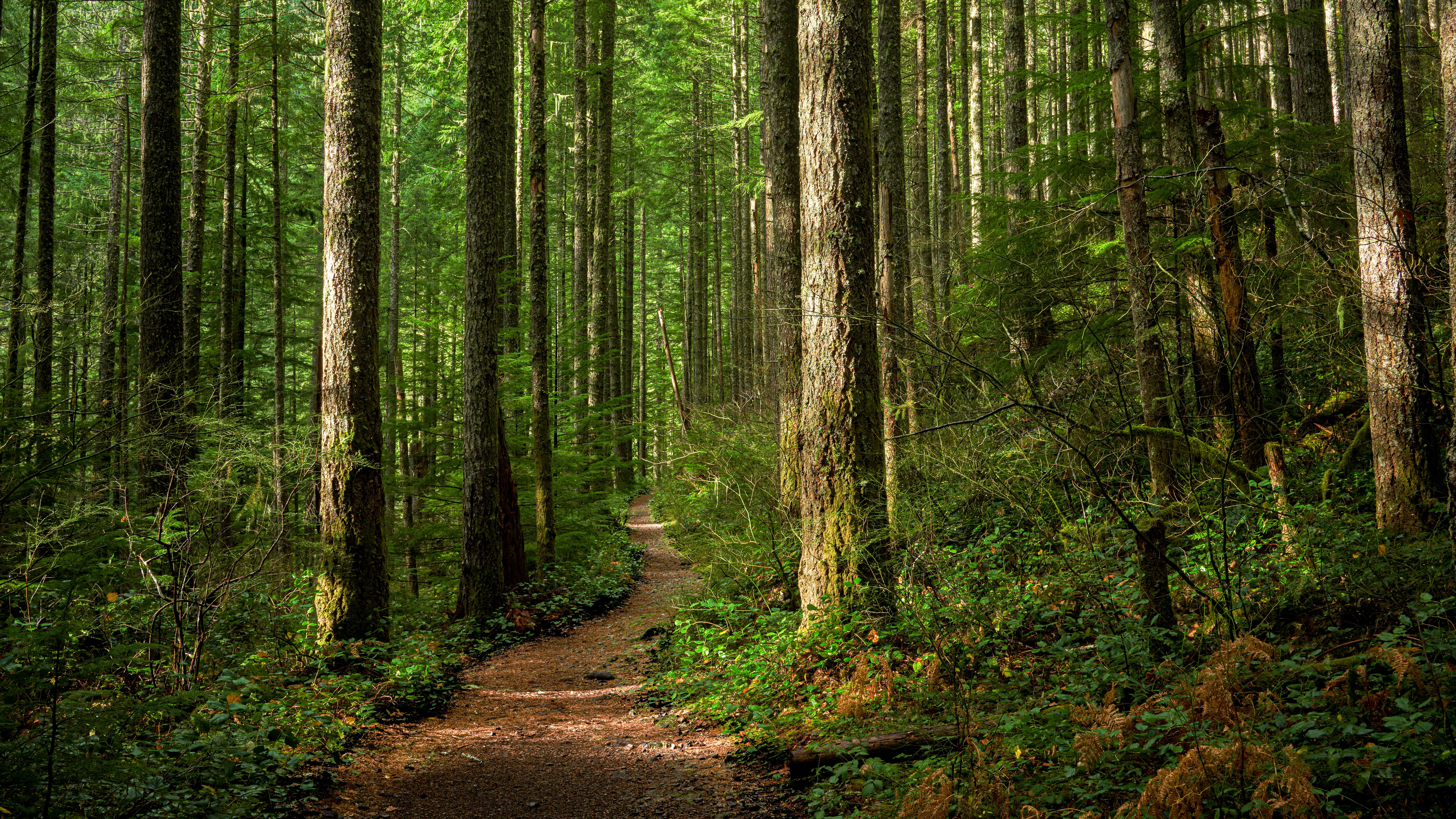 La forêt d’Eawy 