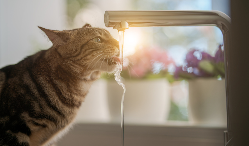 Un chat habitué à l'eau accepte plus facilement les bains 
