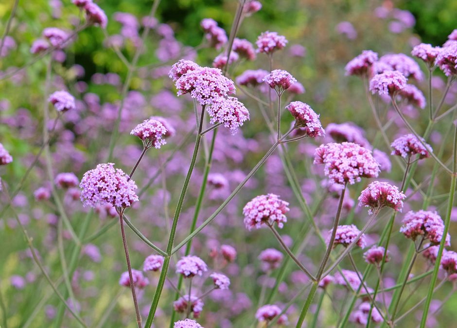 L’aérienne verveine de Buenos Aires, parfaite en cœur de massif