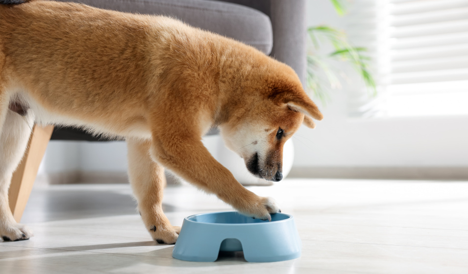 Un chien peut facilement renverser une gamelle instable