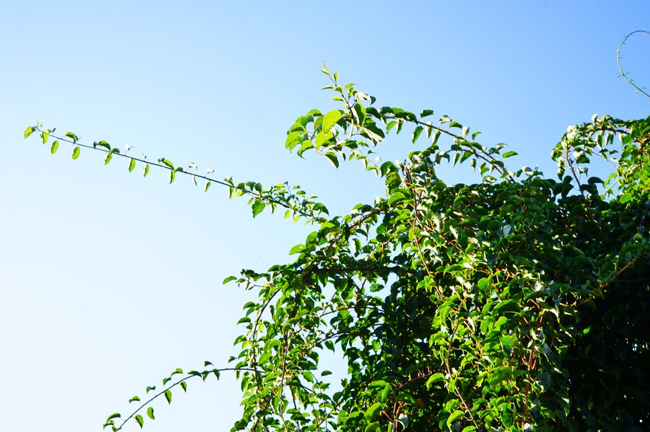 Comment avoir de gros kiwis ? - Gamm vert