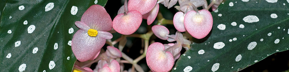 Bégonia bambou