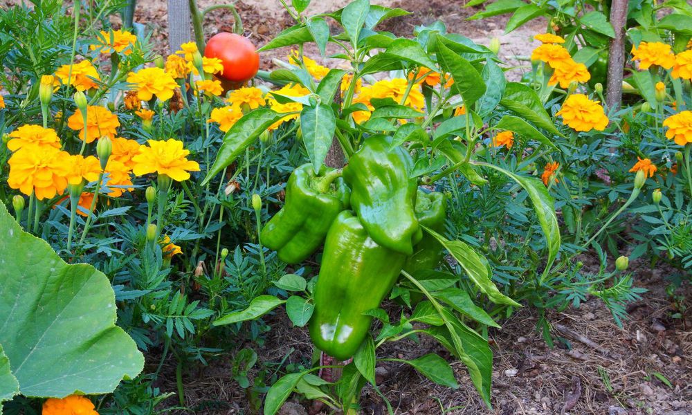Les œillets d’Inde sont des compagnes très utiles aux plantes potagères sous serre 