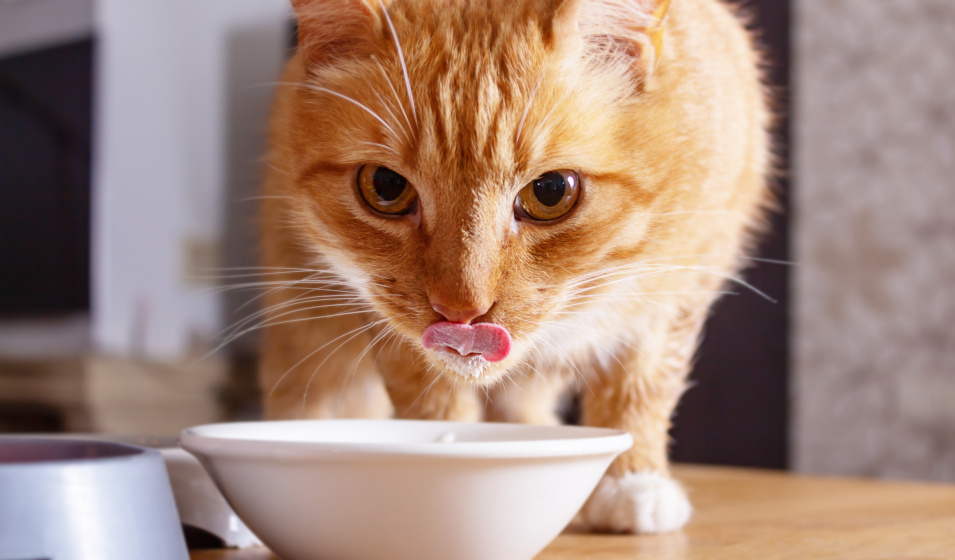 Il est possible de nettoyer une gamelle pour chat à la main ou au lave-vaisselle 