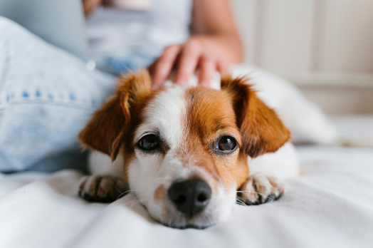 perro solo en casa