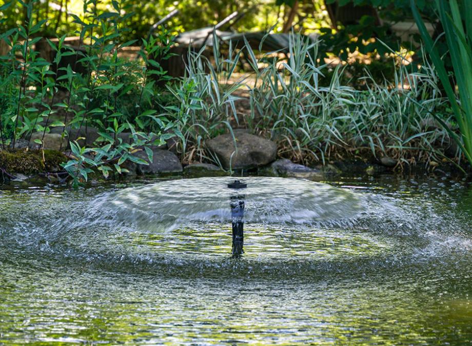Comment créer un bassin naturel dans son jardin ? - Jardiland
