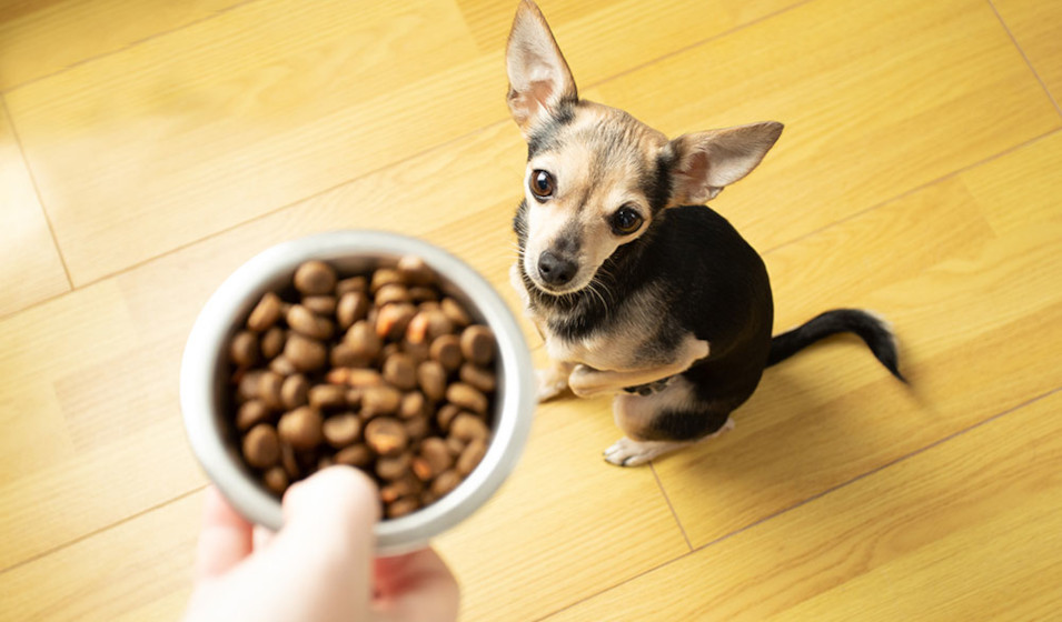Des règles quotidiennes simples permettent d'améliorer l'alimentation de son chien 