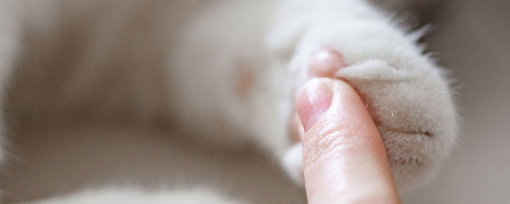 Faire ses griffes leur permet d'avoir une meilleure santé des pattes