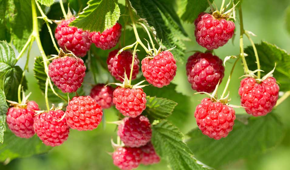Le petit fruitier des grands gourmands 