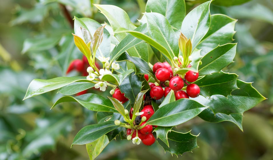 Avec le houx, c'est Noël toute l’année, même en sol argileux