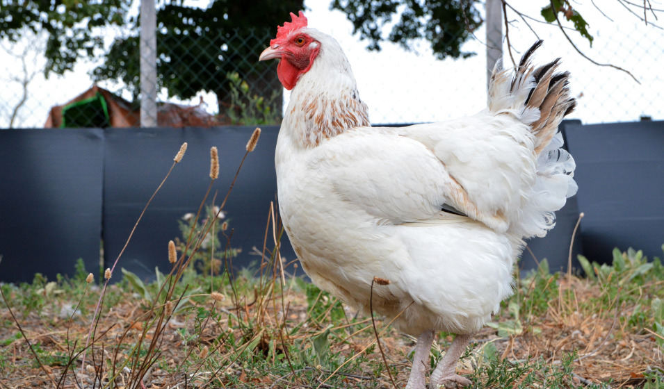 Gros plan sur une poule blanche dans l'enclos du jardin