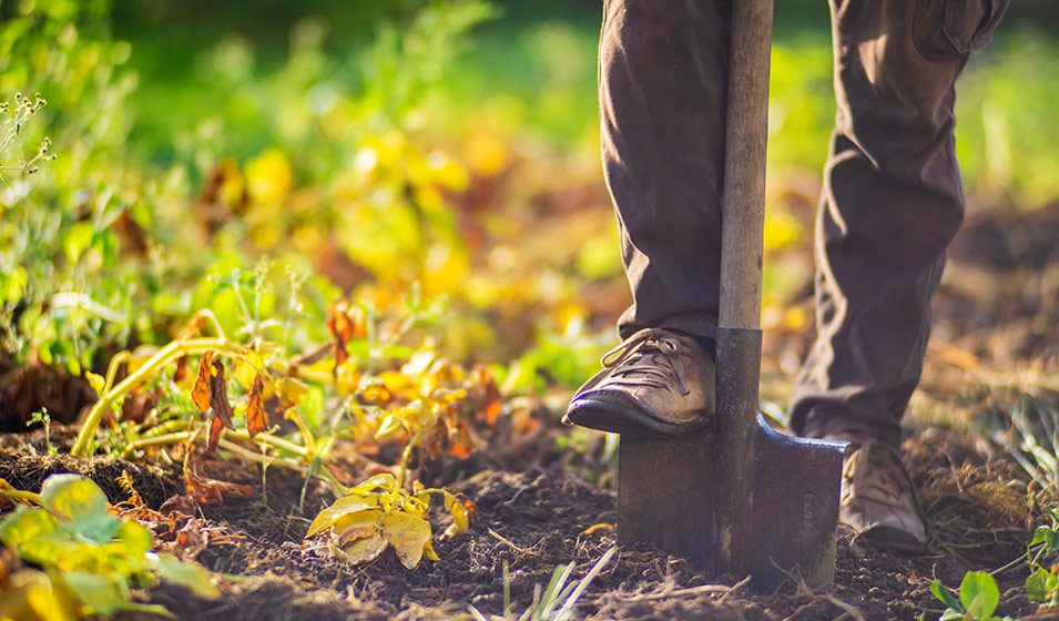 Cet automne prenez soin de votre jardin en 5 étapes