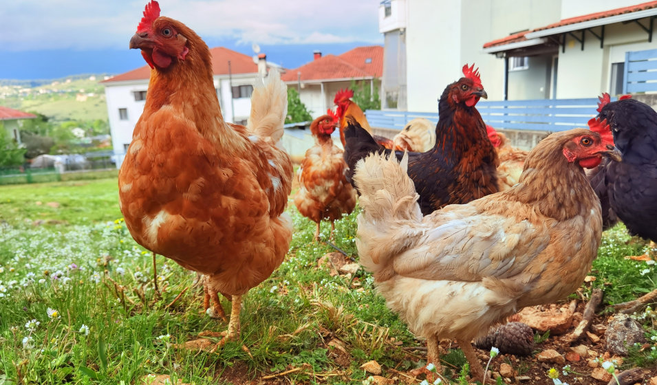 Un groupe de poules marche dans un jardin près d'un lotissement