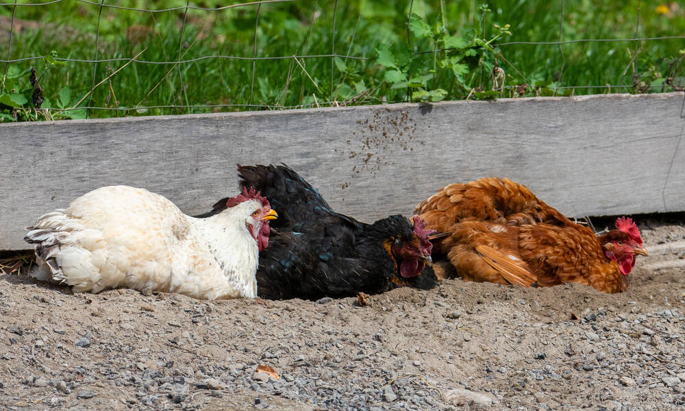 Le bac à sable des poules, c’est l’endroit où l’on caquète