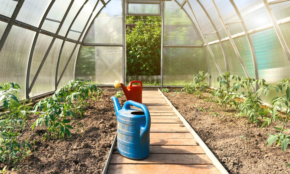 Jeunes plants de tomates plantés sous une serre tunnel