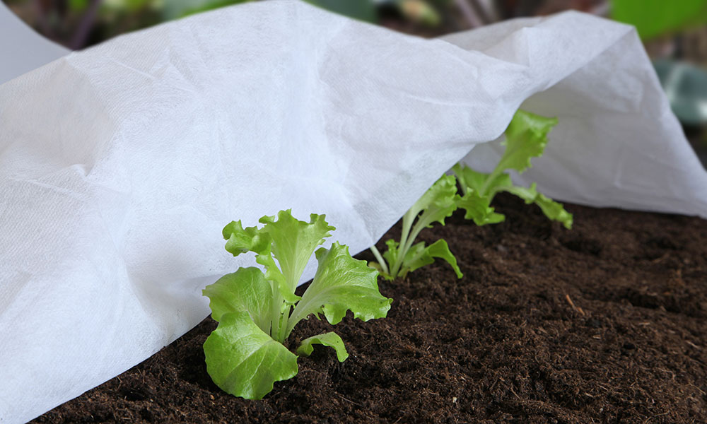 Le voile d'hivernage est une des méthodes pour protéger les plants sous serre l'hiver