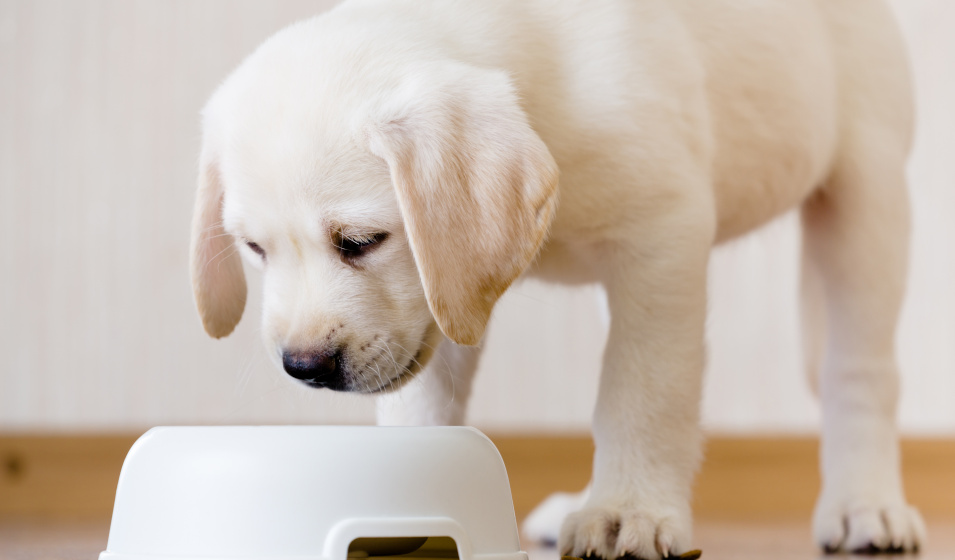 Un chiot labrador blanc crème prêt à manger dans sa gamelle