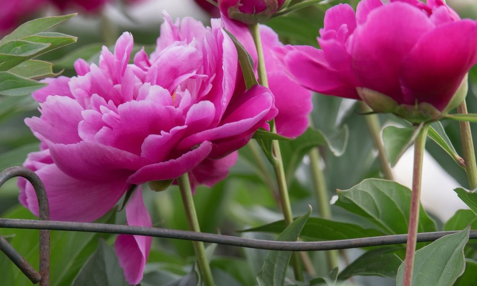 Les plantes à grosses fleurs comme les pivoines peuvent être soutenues par une colonne en grillage