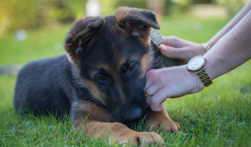 Un chiot berger allemand couché dans l'herbe se laisse brosser
