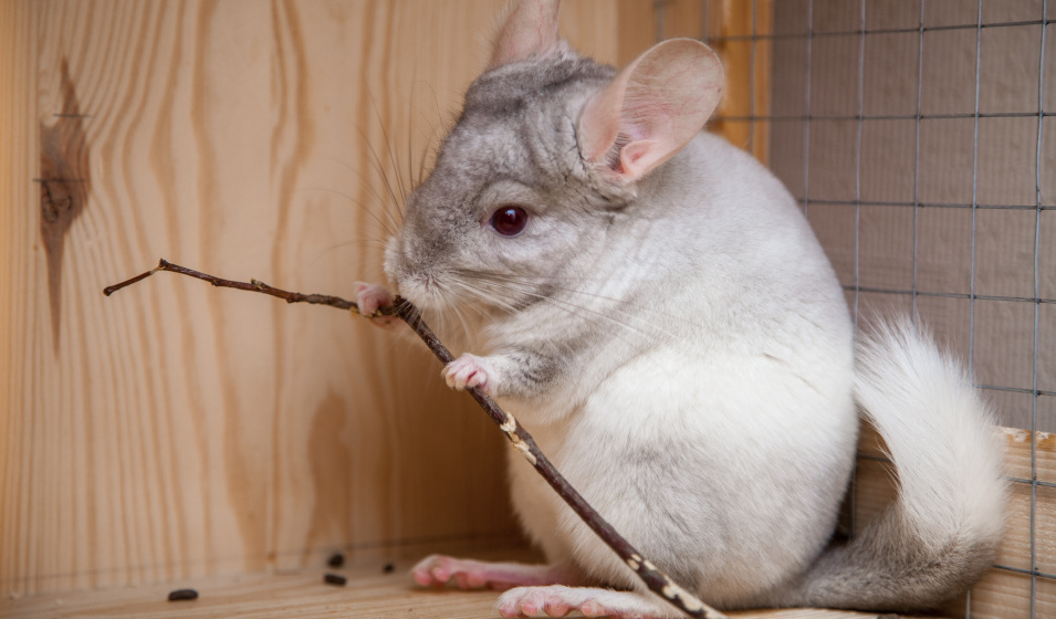 Un chinchilla blanc et gris ronge une petite branche