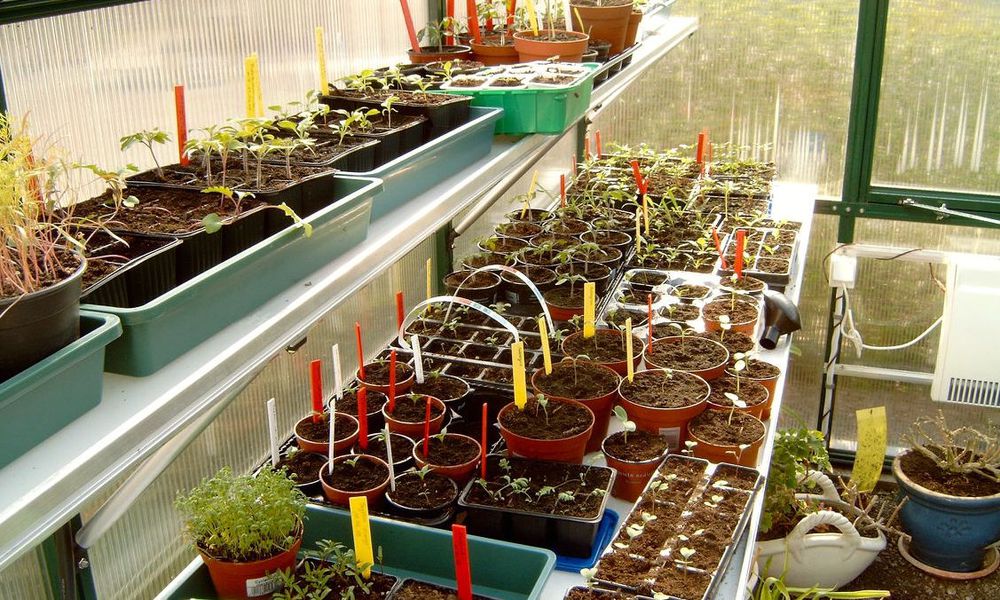 Une serre de jardin peut accueillir de nombreux semis de fleurs annuelles