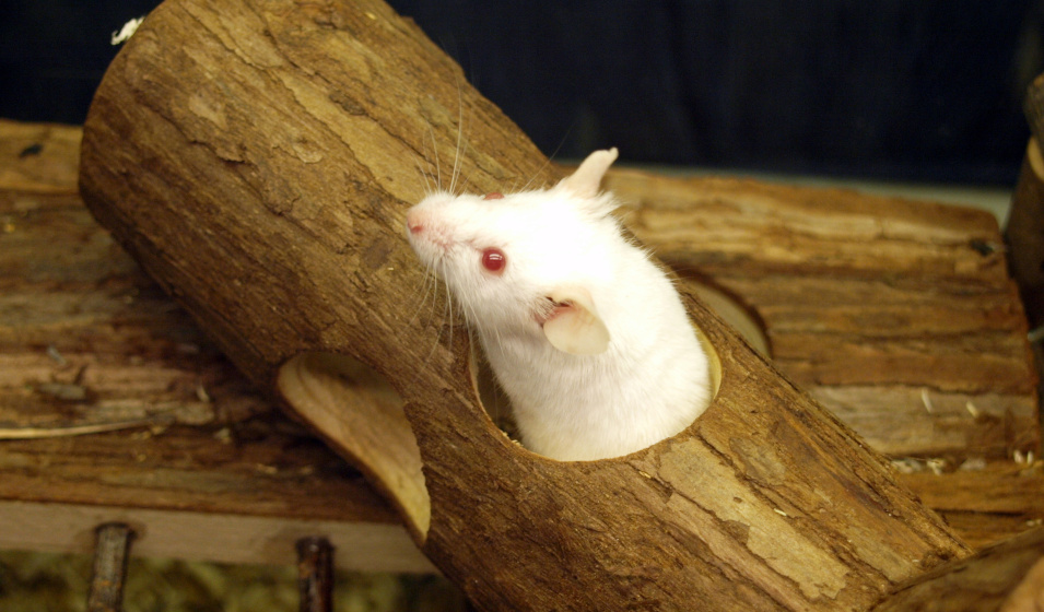 Une souris blanche sort la tête d'un tunnel en bois