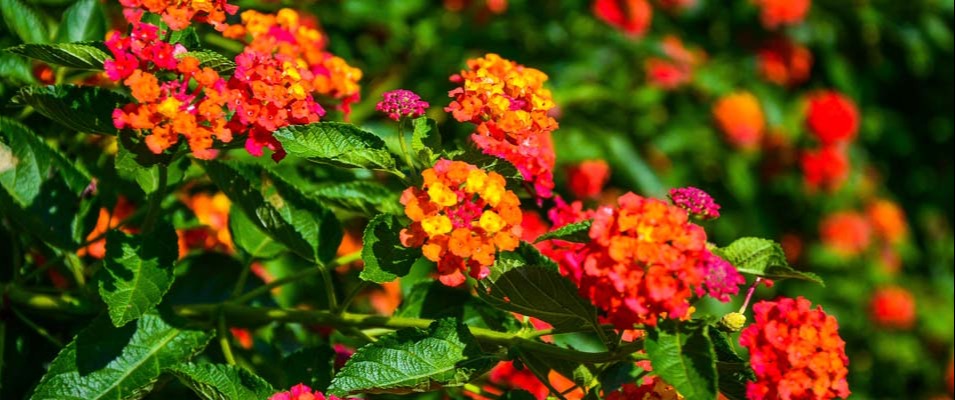Le lantana