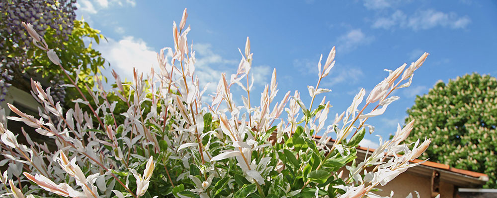 Aussi appelé Saule Salix