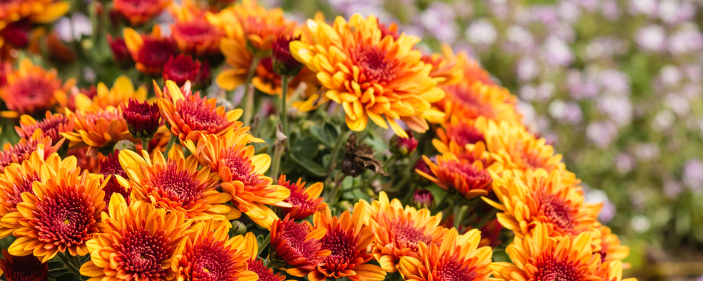 chrysanthème