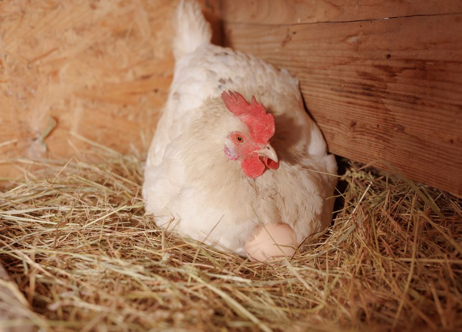 Chaque poule doit avoir son espace, qu’il s’agisse du pondoir ou du perchoir, et plus il y a de place, moins il y a de stress !