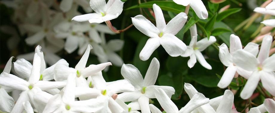 Le jasmin étoilé